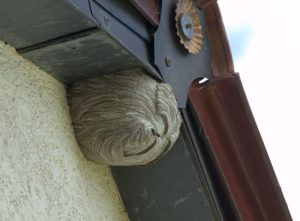 Wespe fliegt raus Schädlingsbekämpfung Darmstadt