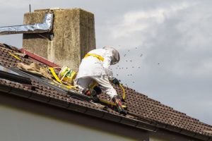 Hornissennest / Insektennest Entfernung Schädlingsbekämpfung Mainz