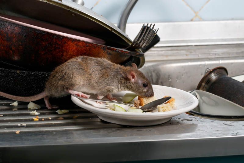Kammerjäger für Ratten FS Kammerjäger